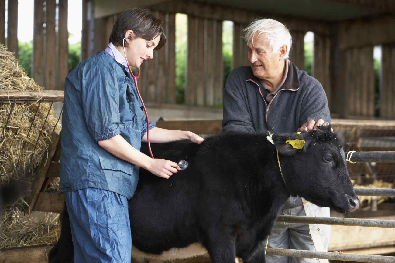 Does Farm Insurance Cover Injury To Livestock?