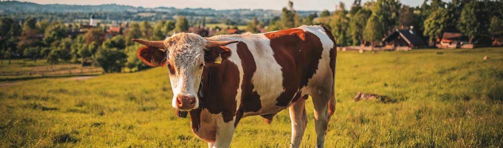 We provide beef farm insurance in Ireland – talk to our expert team