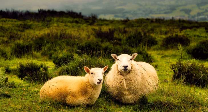 Talk to our Sheep farm insurance experts today